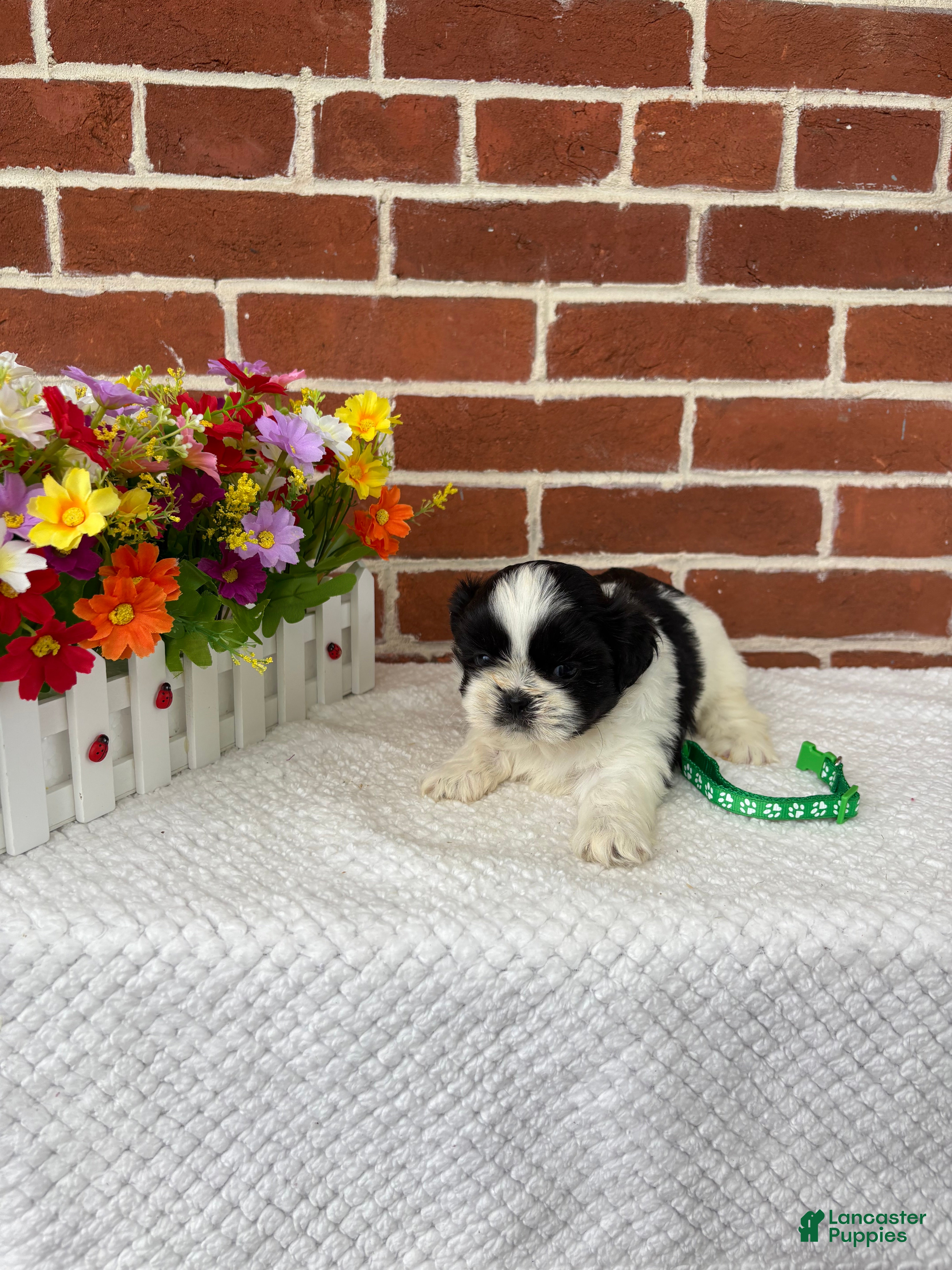Shih Tzu dogs for sale: Louie - Ad 7