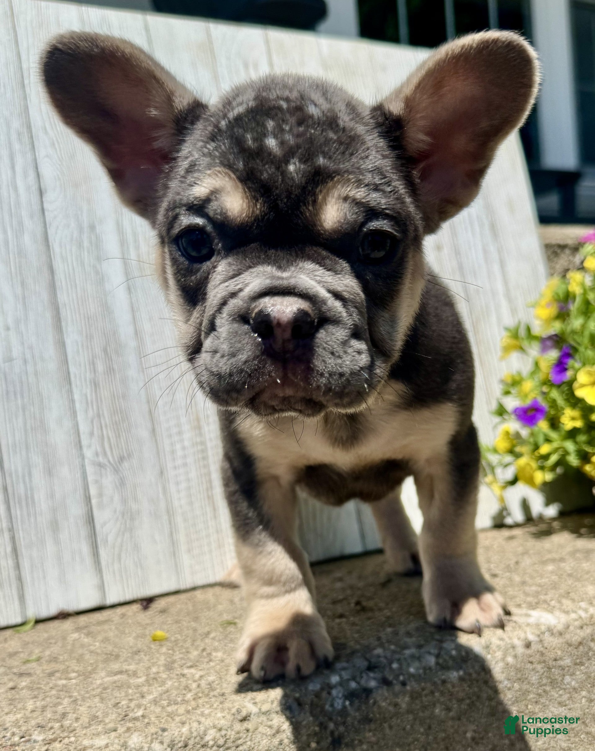 French Bulldog dogs Chase - Ad 2