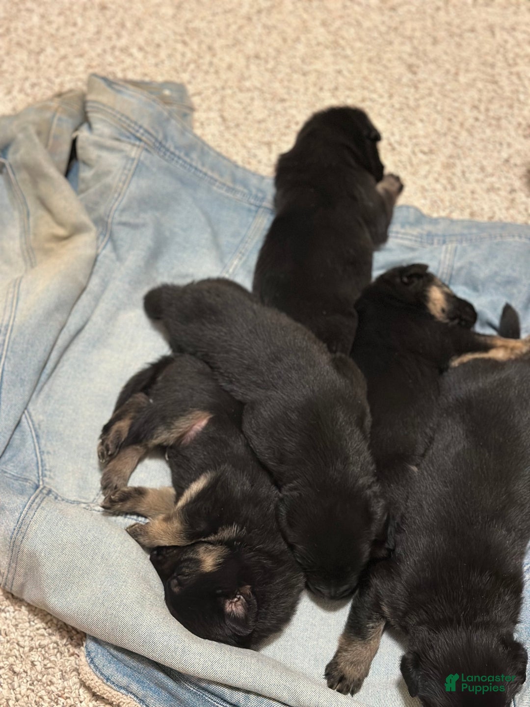 German Shepherd dogs for sale: Drifter - Ad 4