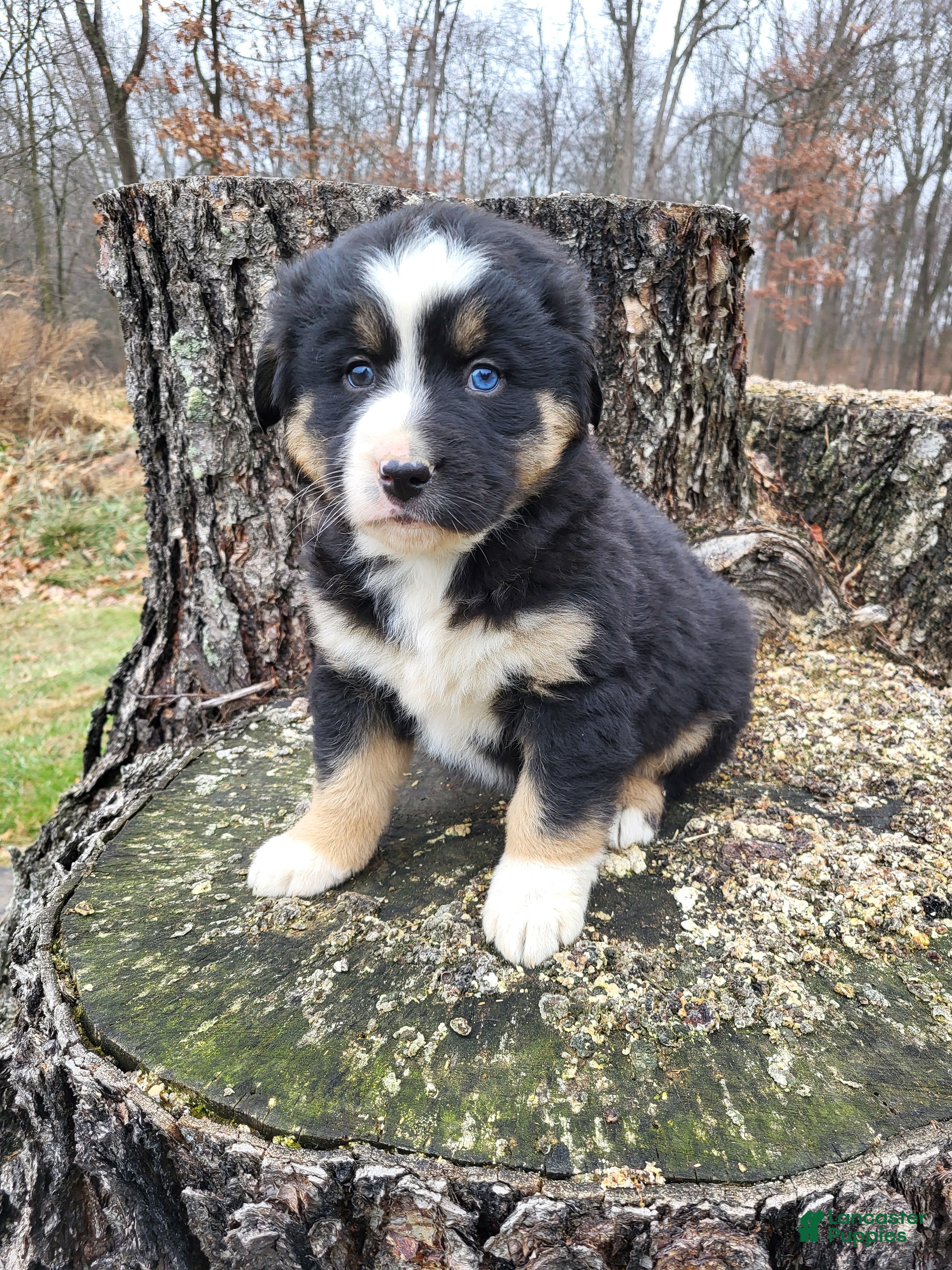 Mixed Breed dogs Champ - Ad 30