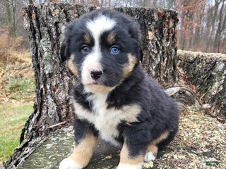 Mixed Breed dogs Champ - Ad 30