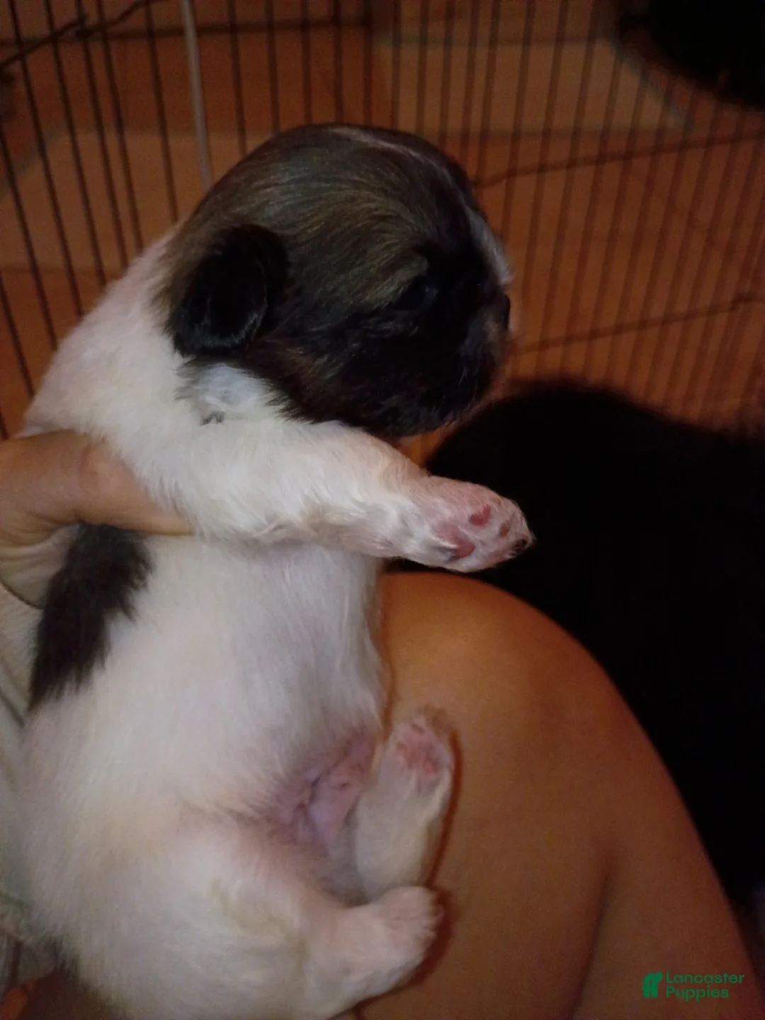 Pekingese dogs for sale: Pekingese Parti Male pup chubbs  - Ad 2