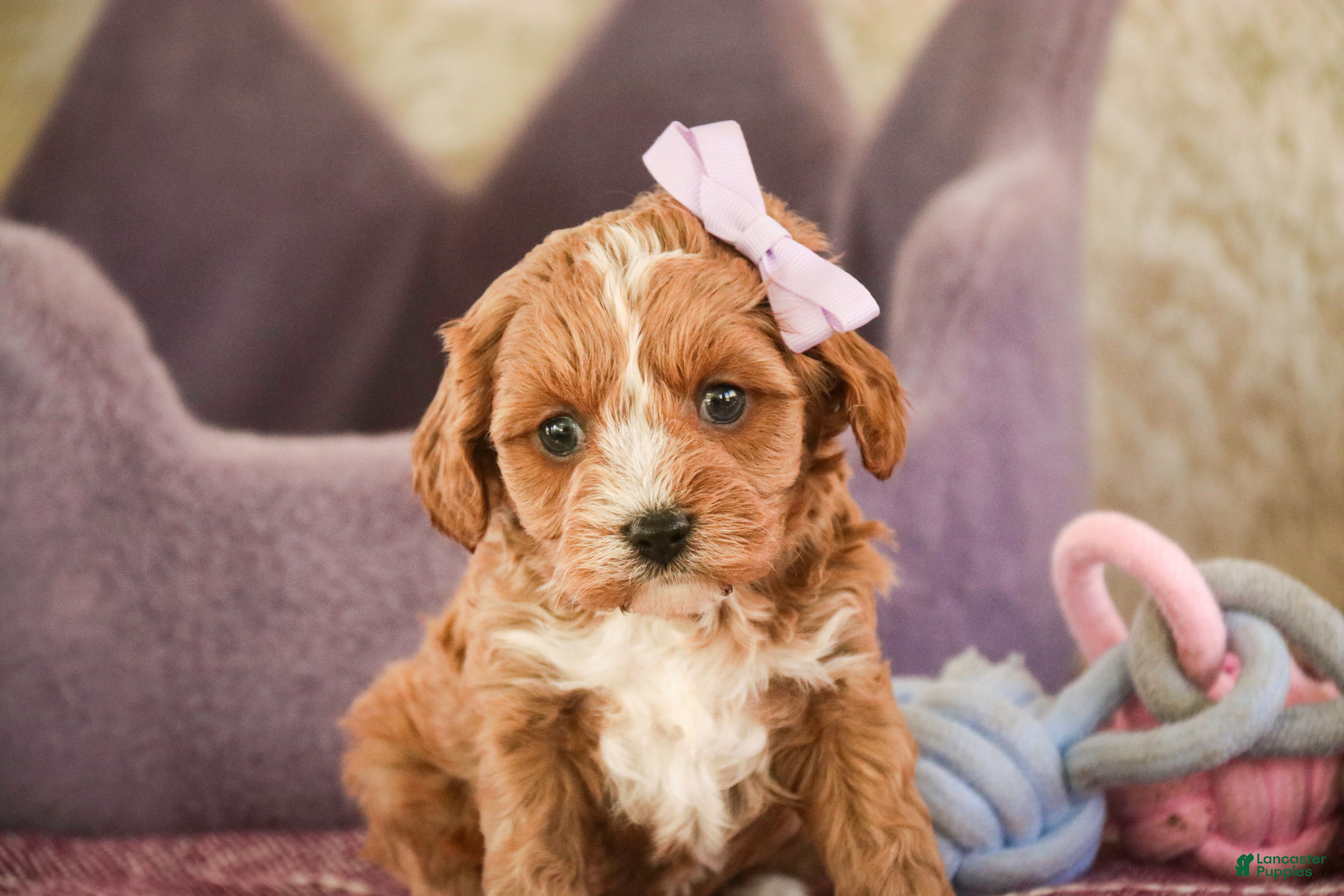 Cavapoo dogs Harper - Ad 2