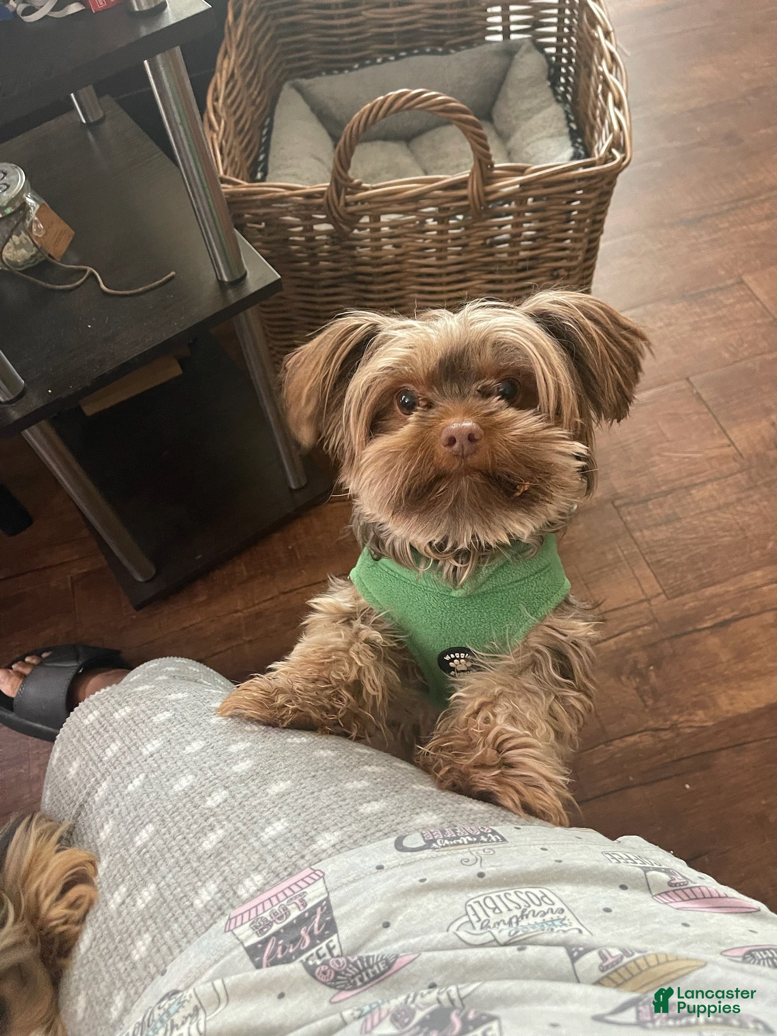 Yorkshire Terrier dogs Boy - Ad 2