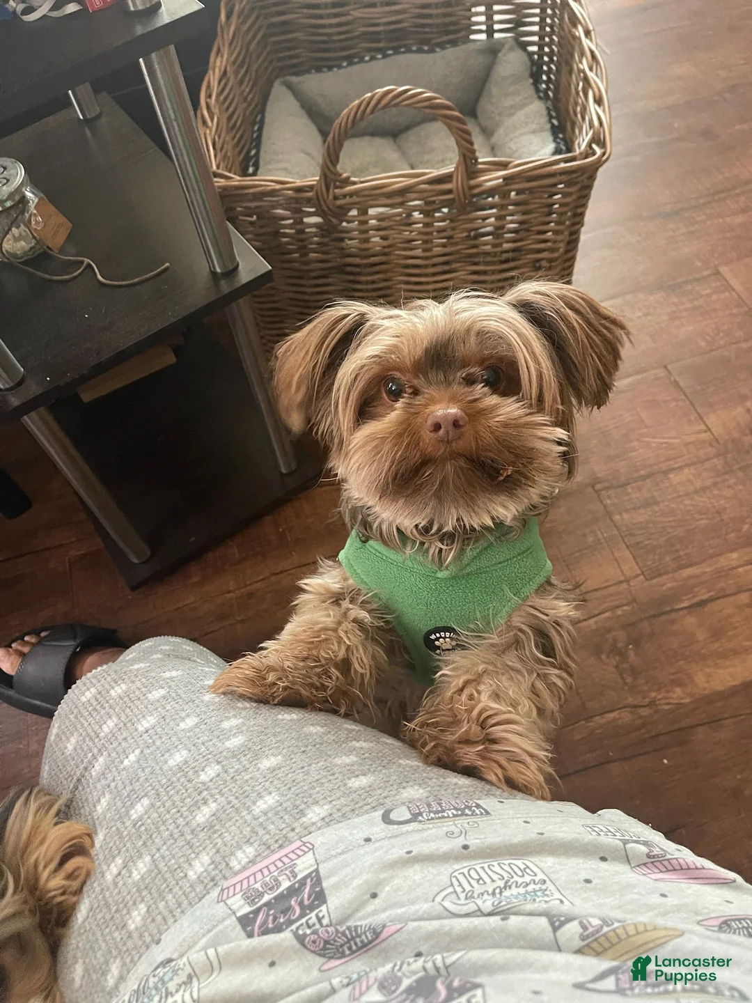 Yorkshire Terrier dogs for sale: Boy - Ad 2