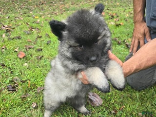Keeshond dogs - Ad 12