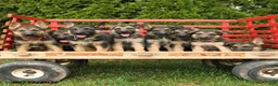 German Shepherd dogs for sale: Luna  - Ad 5