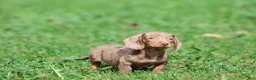 Miniature Dachshund dogs for sale: Heidi - Ad 3