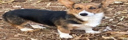 Welsh Corgi Pembroke dogs for sale: Pixie - Ad 4