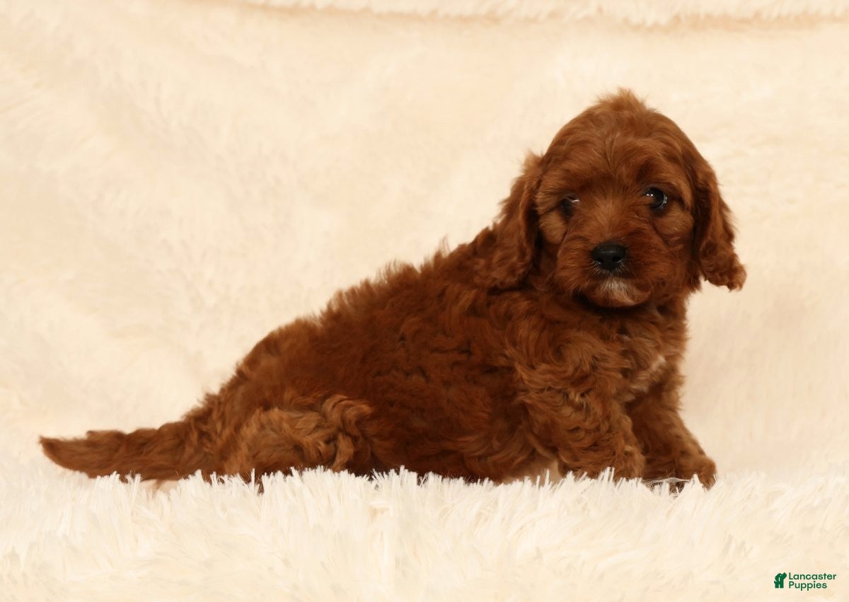 Cavapoo dogs Roger - Ad 1