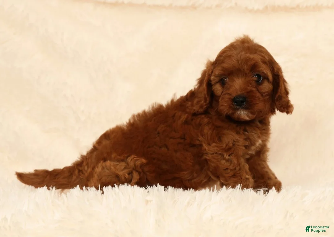 Cavapoo dogs for sale: Roger - Ad 1