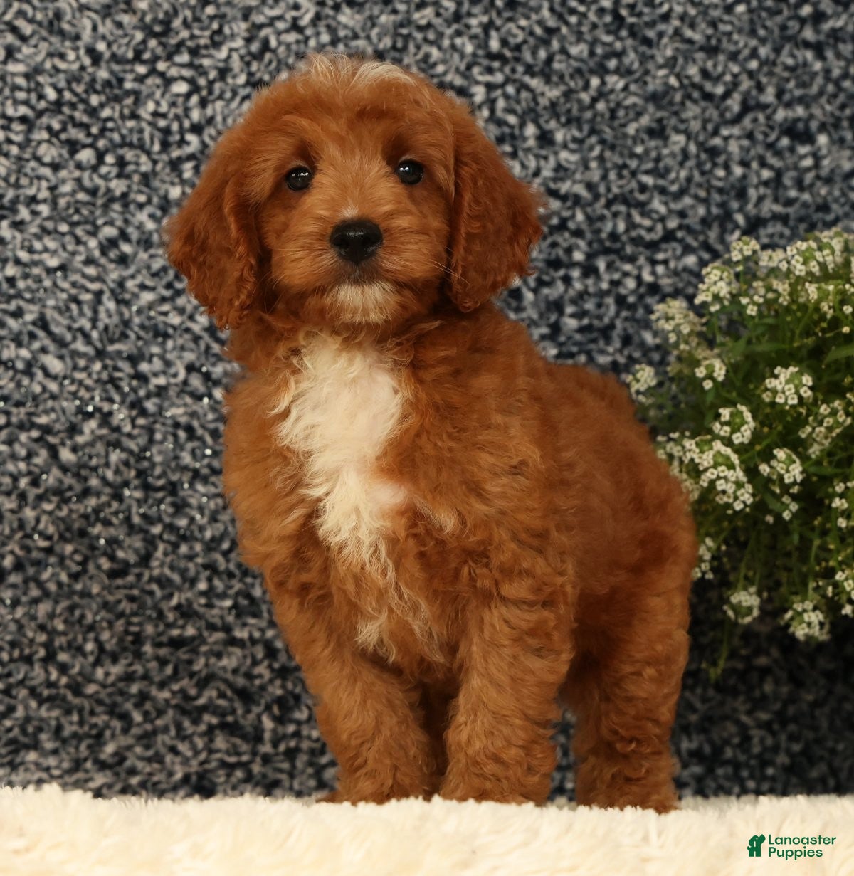 Mini Goldendoodle dogs Turbo - Ad 1