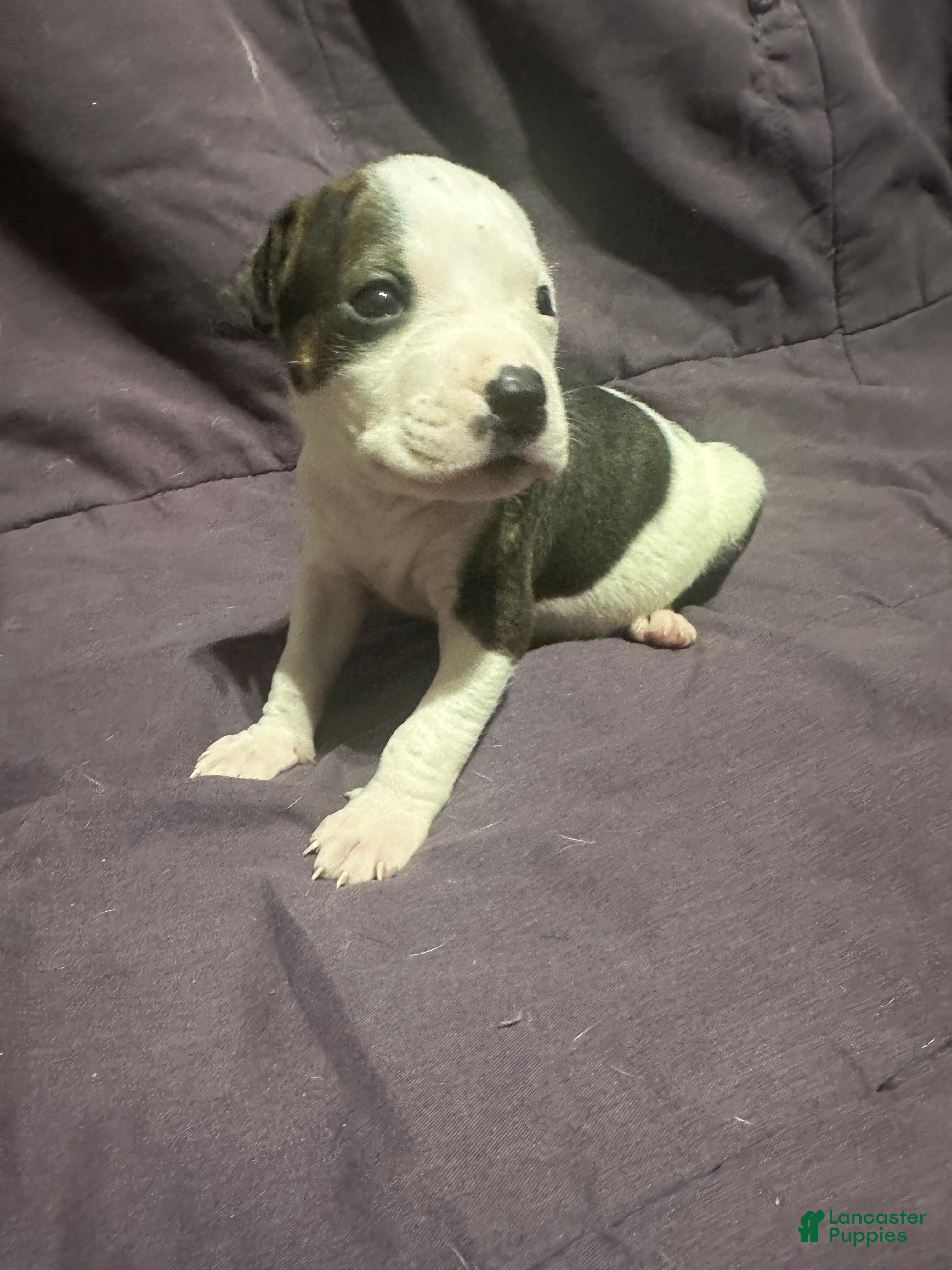Mixed Breed dogs for sale: Mixed Pit Blue - Ad 4