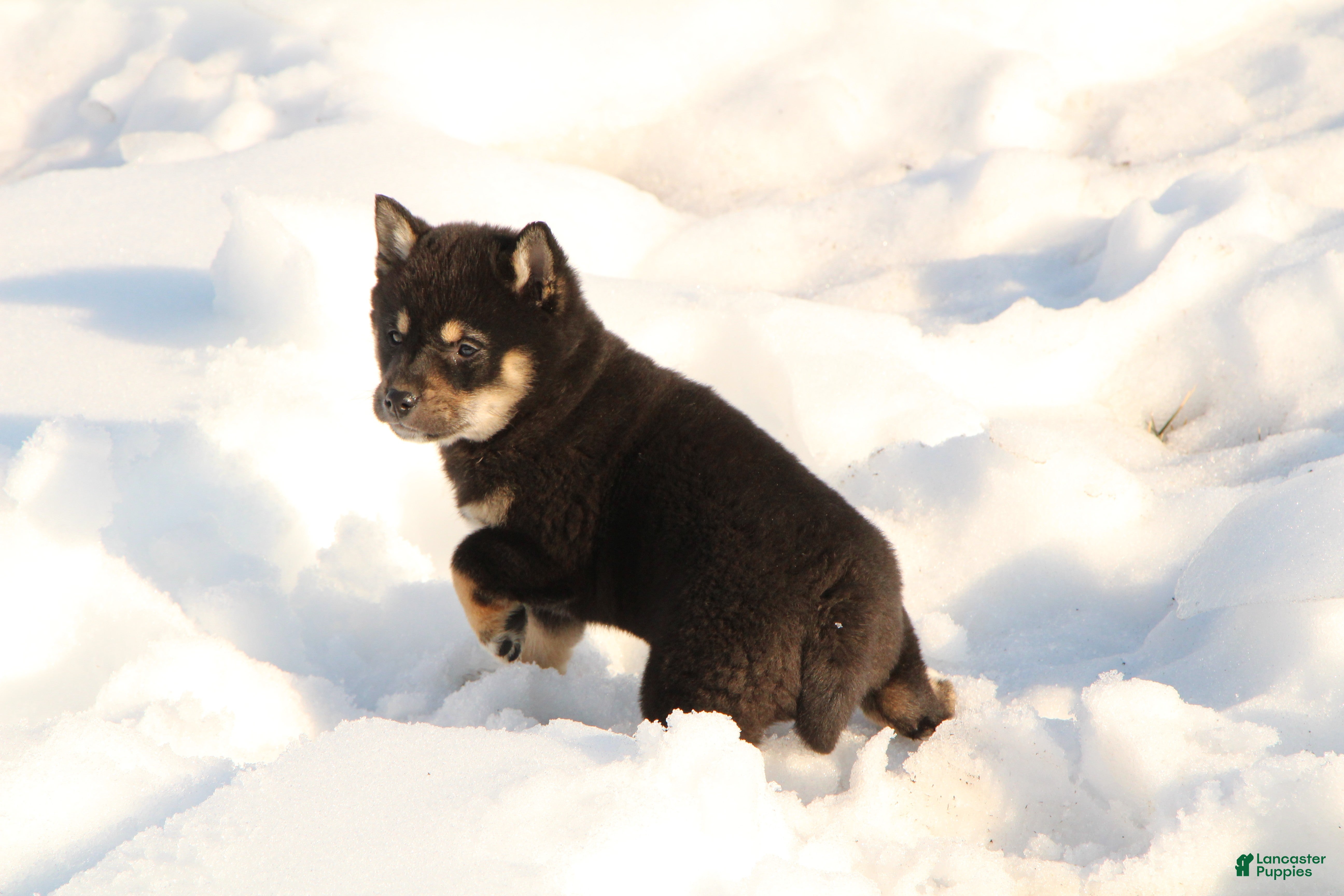 Shiba Inu dogs Tia - Ad 38