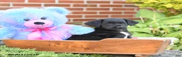 Mixed Breed dogs for sale: Lonnie - Ad 3