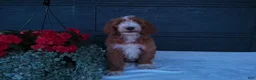 Goldendoodle dogs for sale: Ginger  - Ad 9