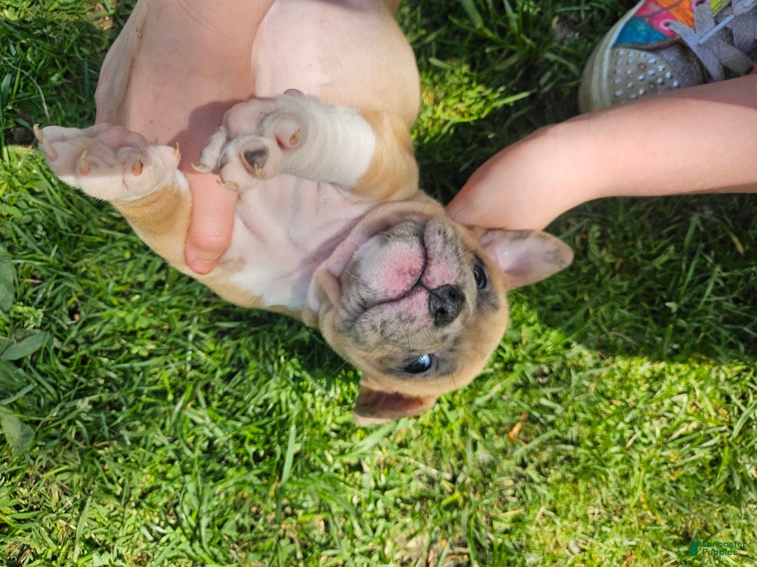 Gallery Image {{count}}