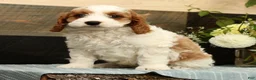 Cavapoo dogs for sale: Fetch - Ad 6