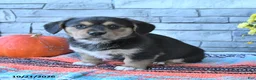 Mixed Breed dogs for sale: Skipper - Ad 3