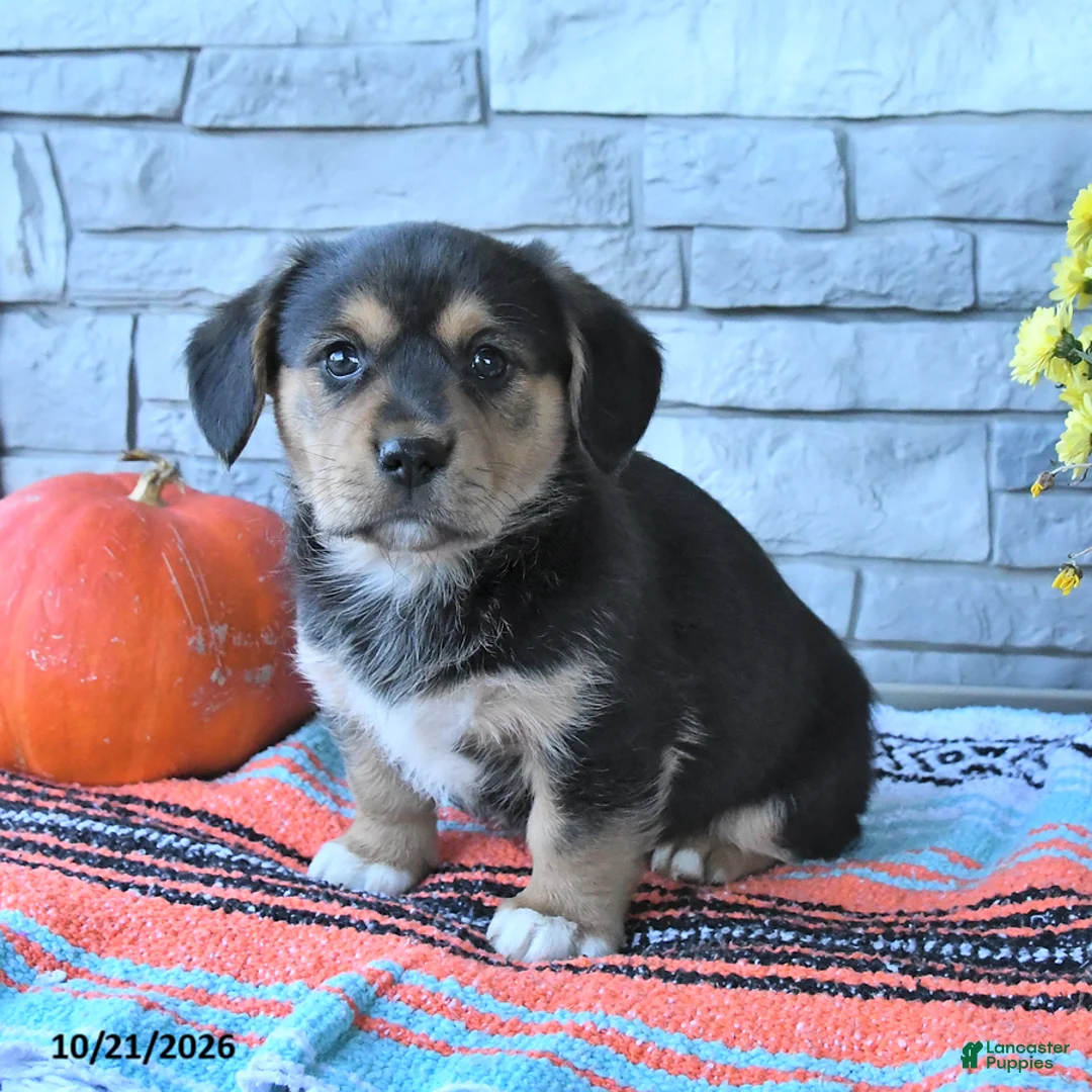 Mixed Breed dogs for sale: Skipper - Ad 3