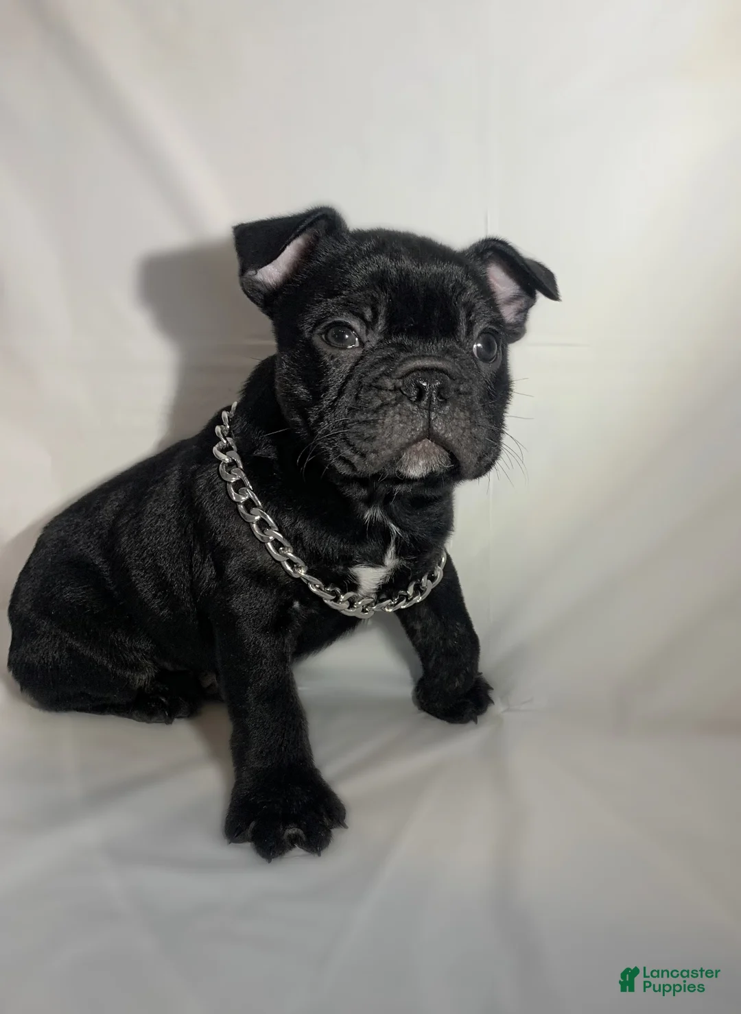 French Bulldog dogs for sale: Gohan  - Ad 3