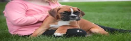 Boxer dogs for sale: Aurora - Ad 10