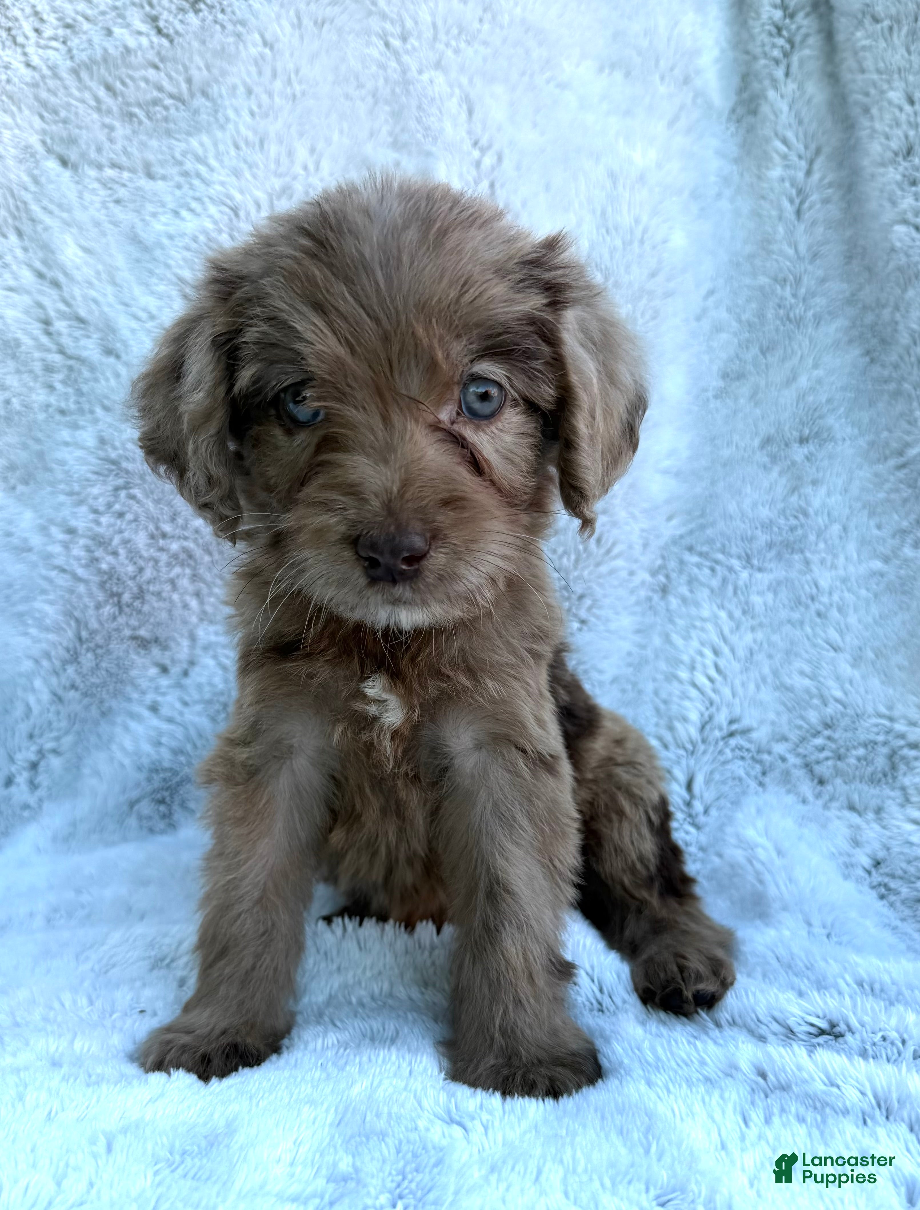 Labradoodle dogs Oscar - Ad 1