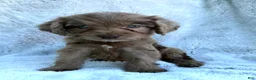 Labradoodle dogs for sale: Oscar - Ad 1