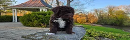 Portuguese Water Dog dogs for sale: Fritz - Ad 9