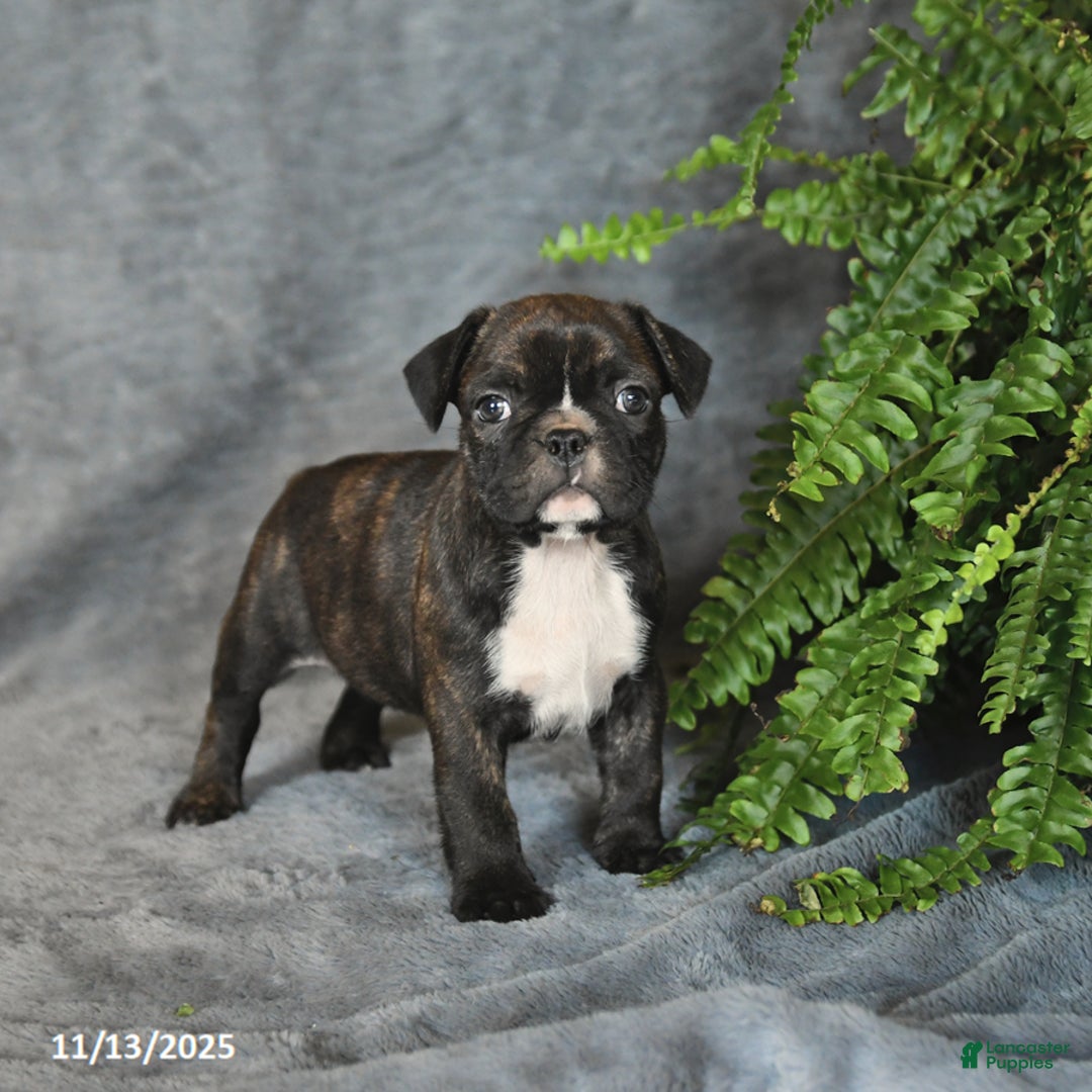 Frenchton dogs for sale: Blake - Ad 6