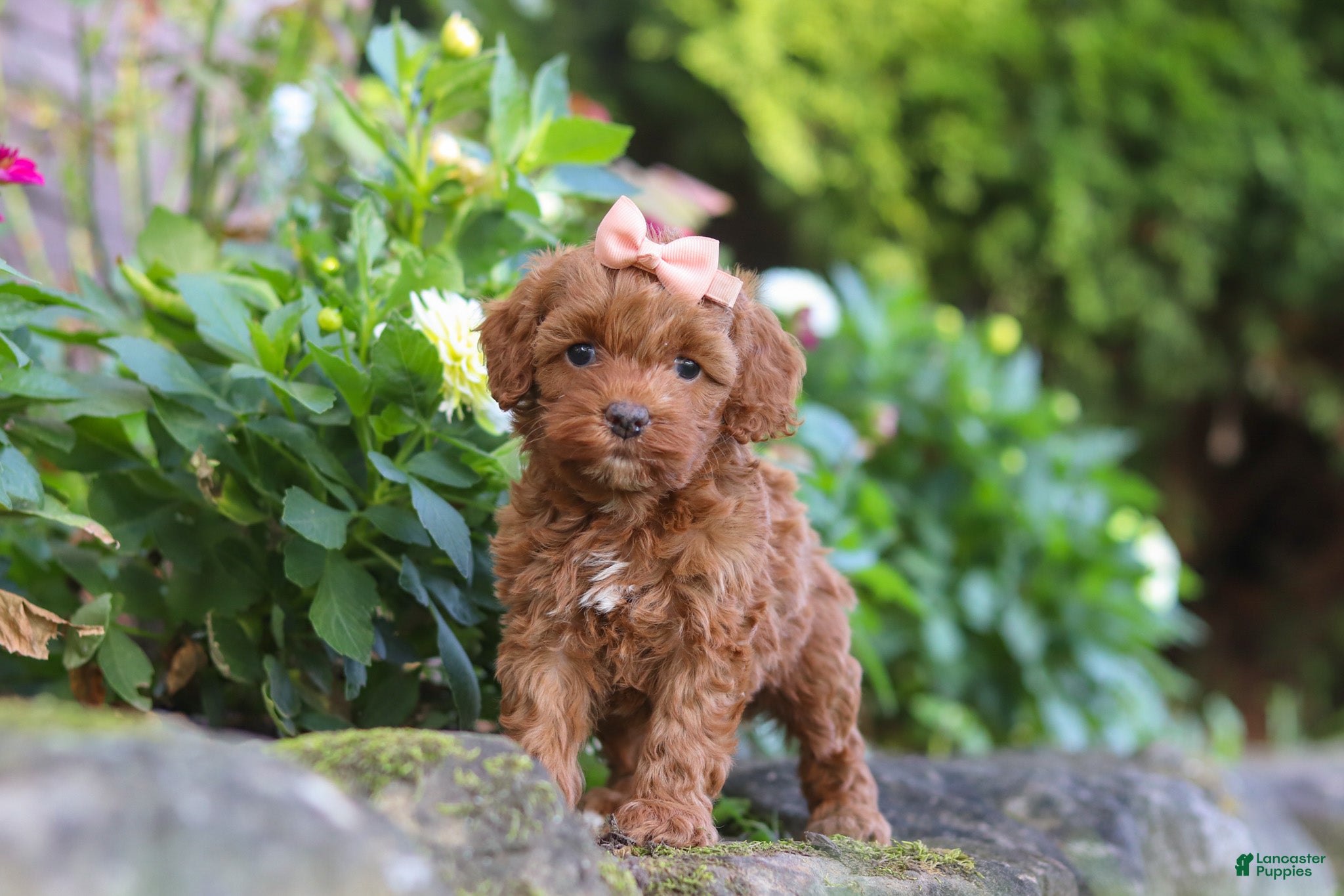 Cockapoo dogs Willow - Ad 1