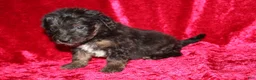 Doxiepoo dogs for sale: Doxiepoo Rubble - Ad 5