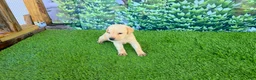 Labrador Retriever dogs for sale: Milo - Ad 4