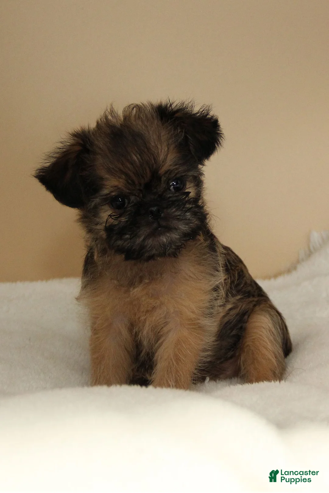 Brussels Griffon dogs for sale: Brussels Griffon 2  - Ad 3
