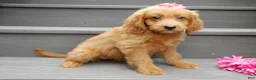Mini Goldendoodle dogs for sale: Bella - Ad 4