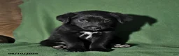 Mixed Breed dogs for sale: Bowser - Ad 4