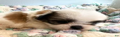 Shih Tzu 8