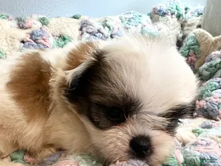 Shih Tzu dogs Shih Tzu 8 - Ad 36