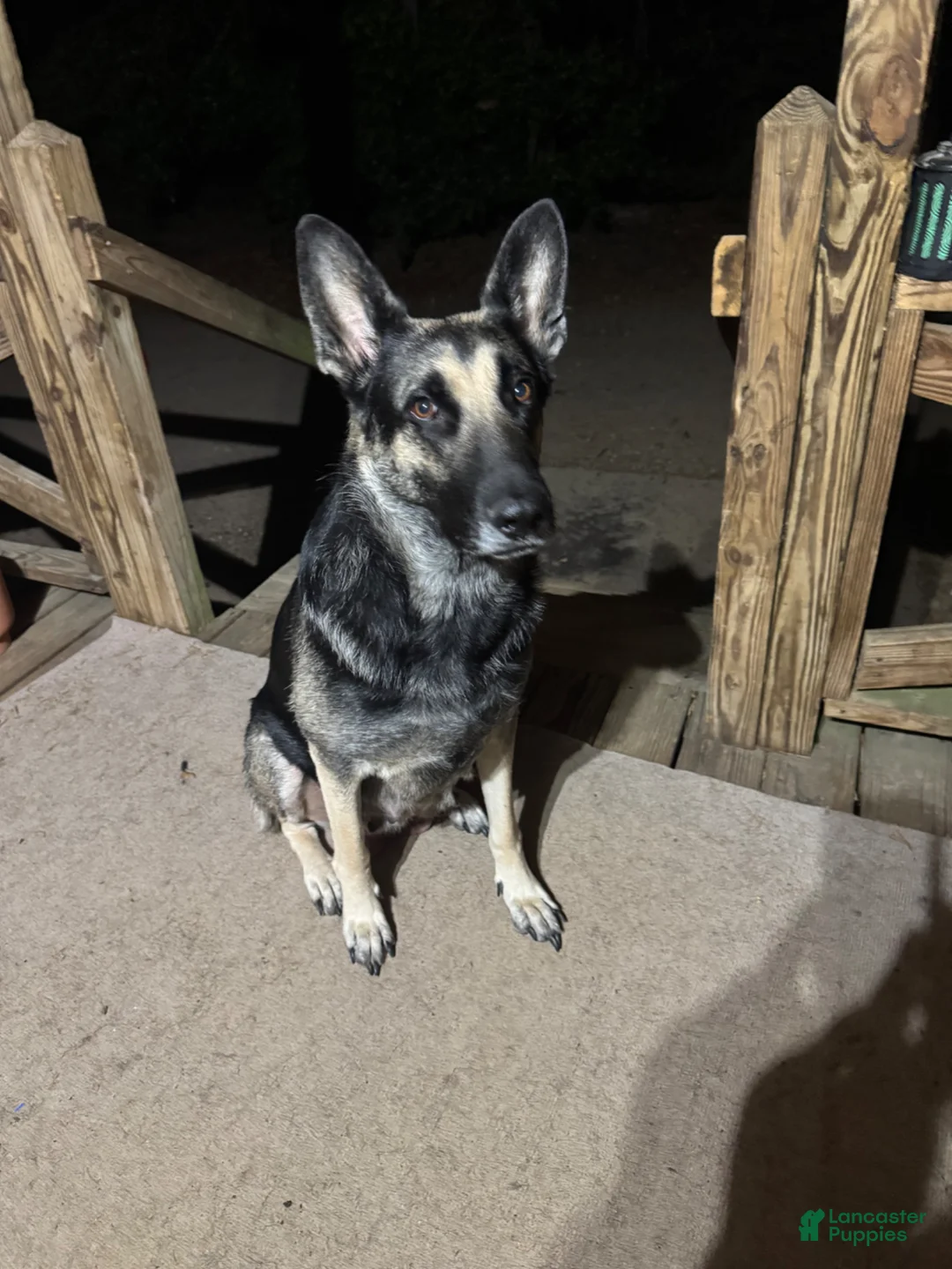 Mixed Breed dogs for sale: Chloë - Ad 4