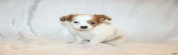 Papillon dogs for sale: Blue boy(Sunny) - Ad 8
