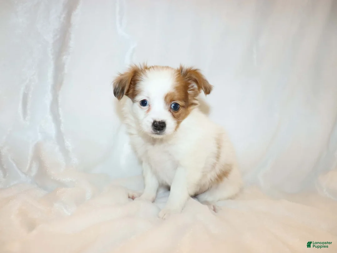 Papillon dogs for sale: Blue boy(Sunny) - Ad 8