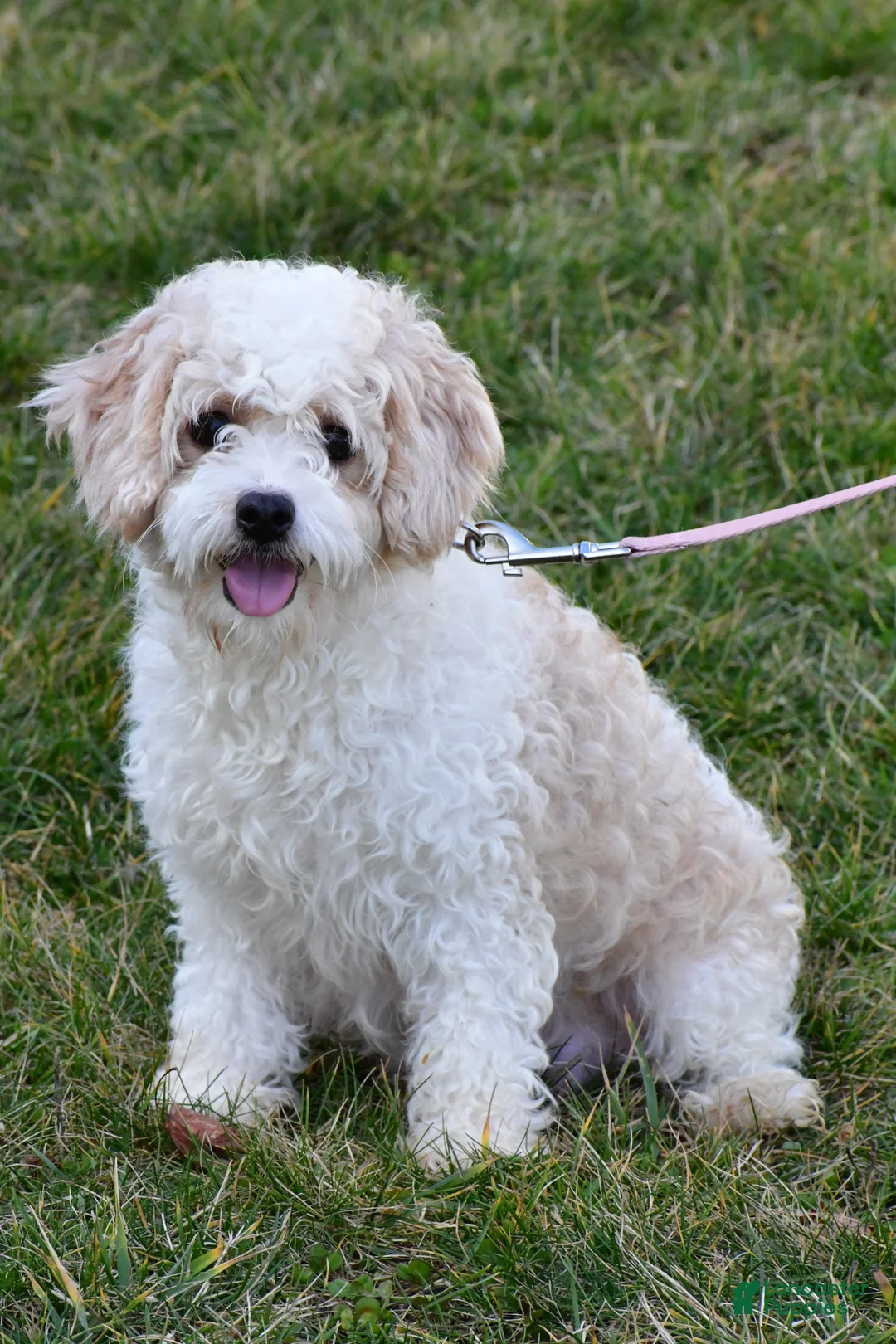 Havanese dogs for sale: Lori - Ad 8