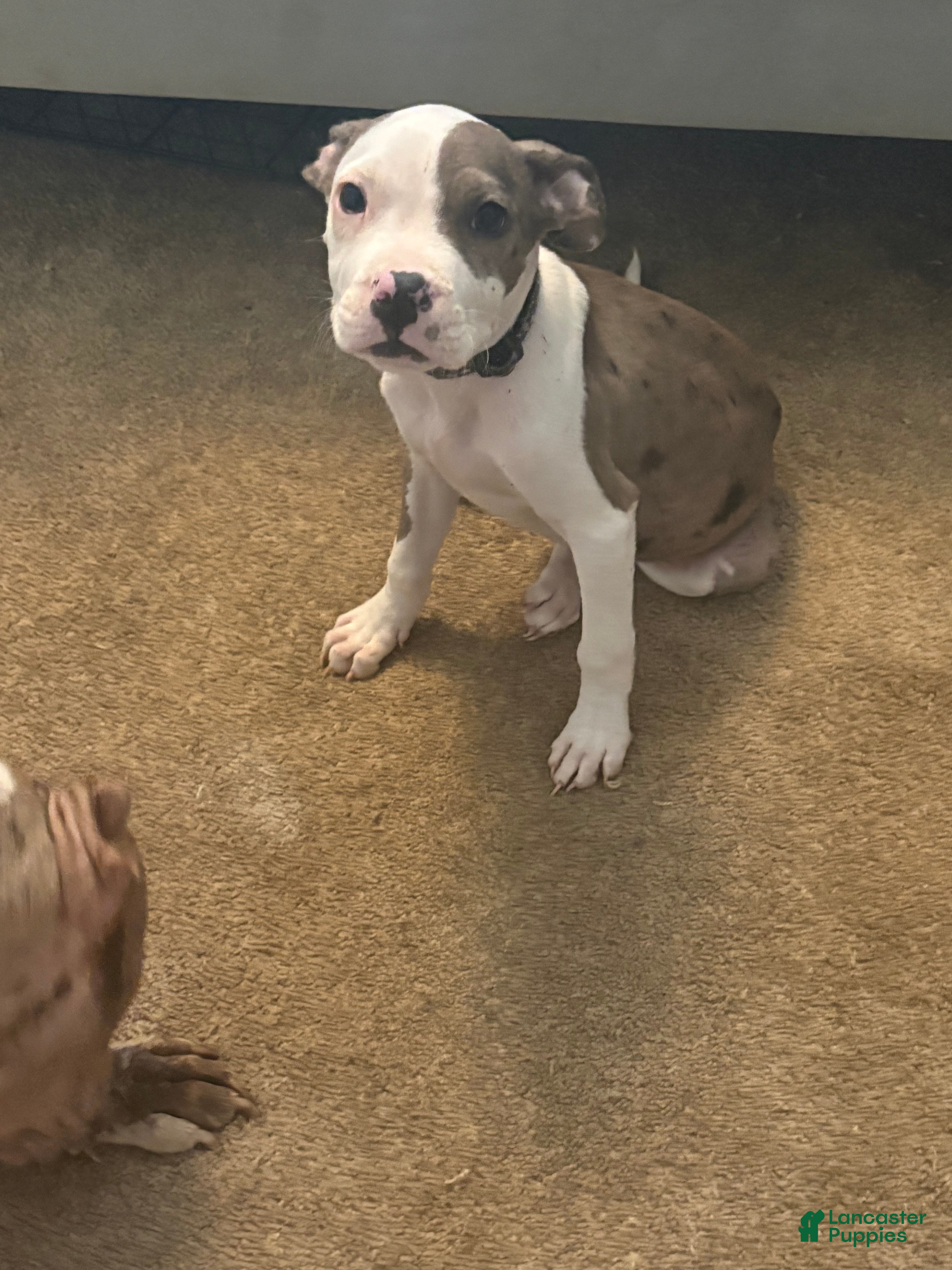 Mixed Breed dogs Mixed Breed 1 - Ad 22