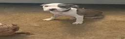 Mixed Breed dogs for sale: Mixed Breed 1 - Ad 1