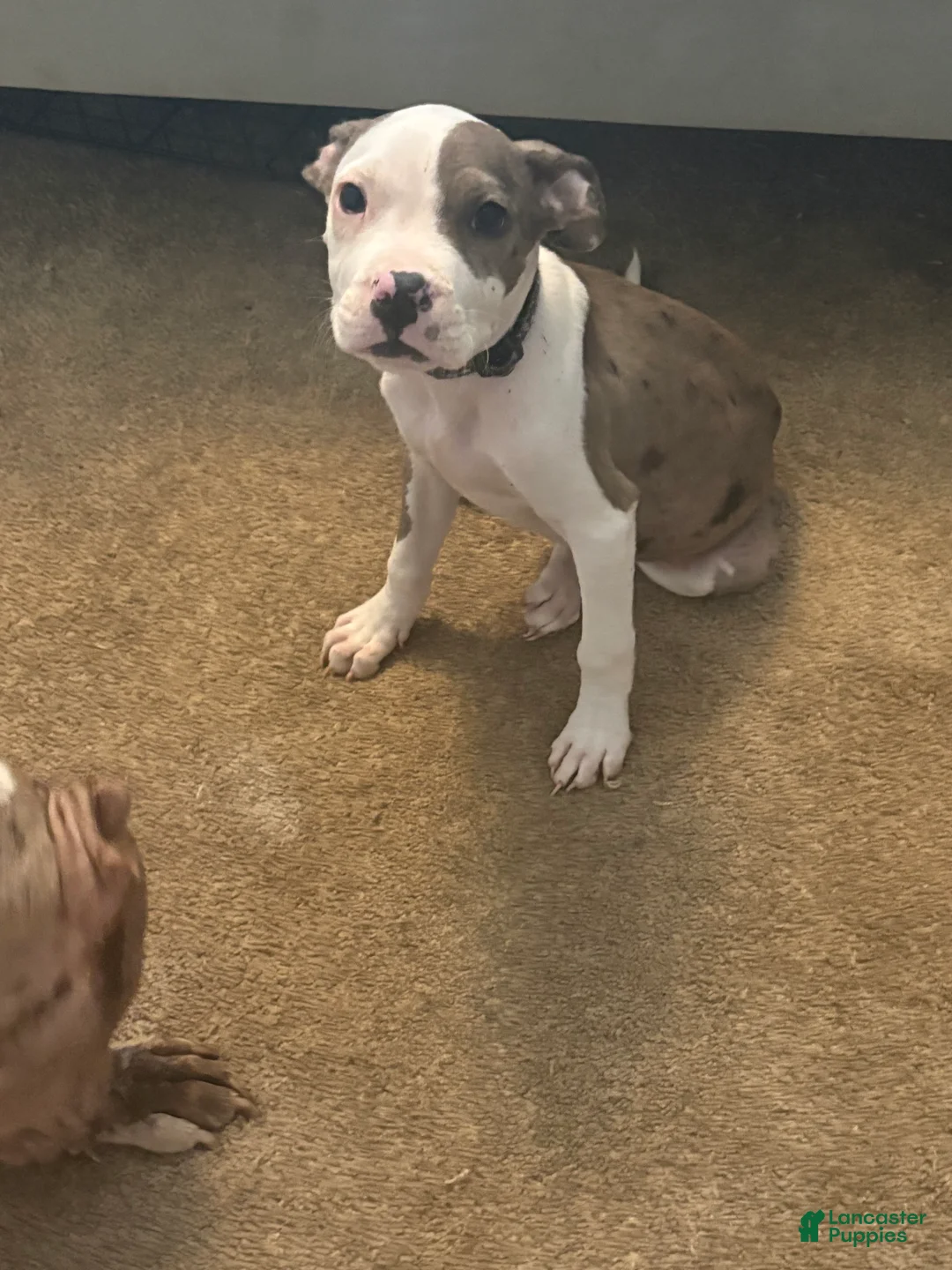 Mixed Breed dogs for sale: Mixed Breed 1 - Ad 1