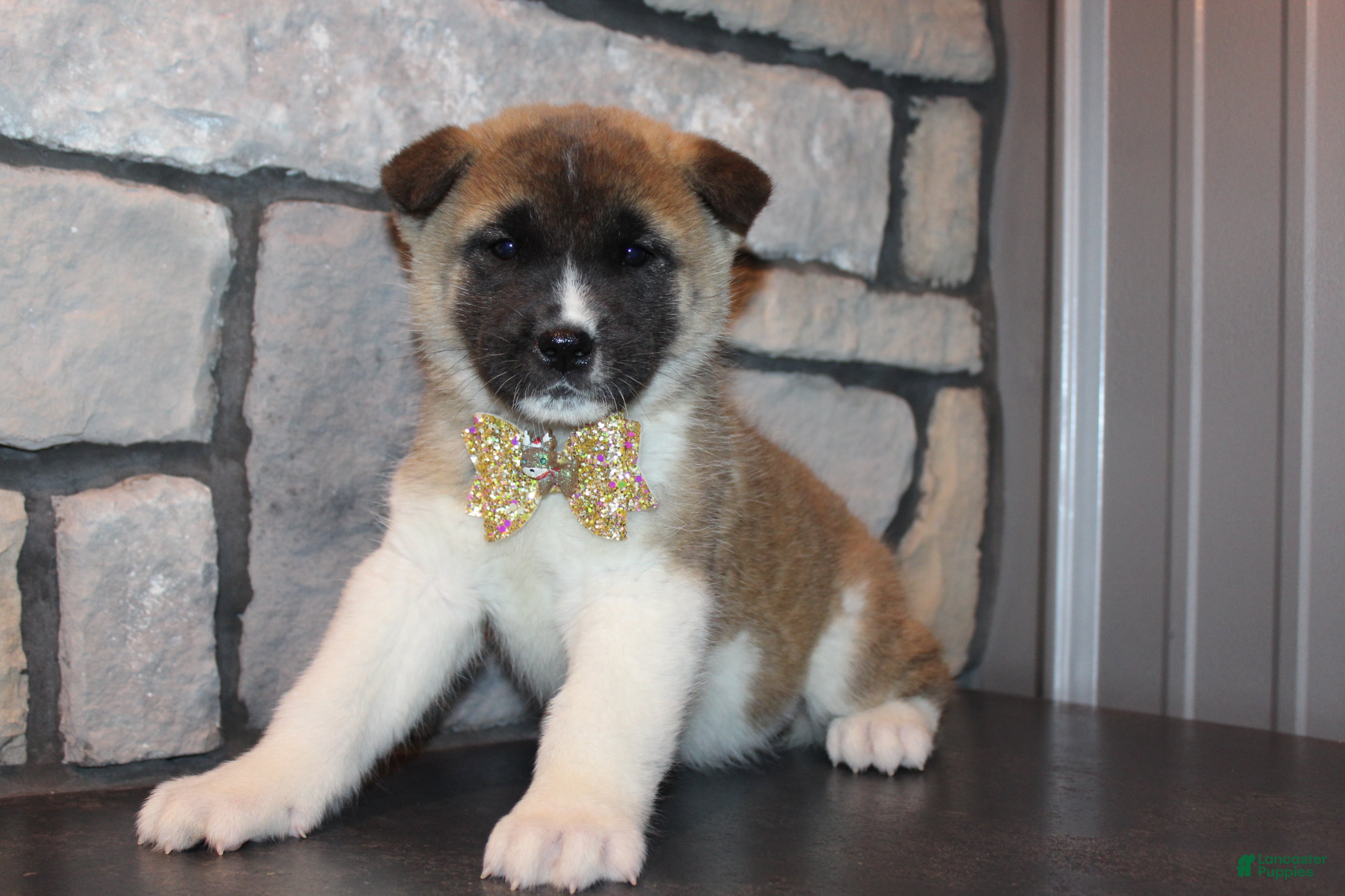 Akita dogs AKC Roxy - Ad 1