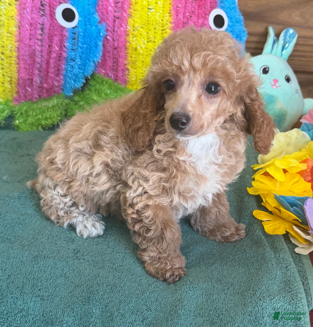Toy Poodle dogs for sale: Rose - Ad 1