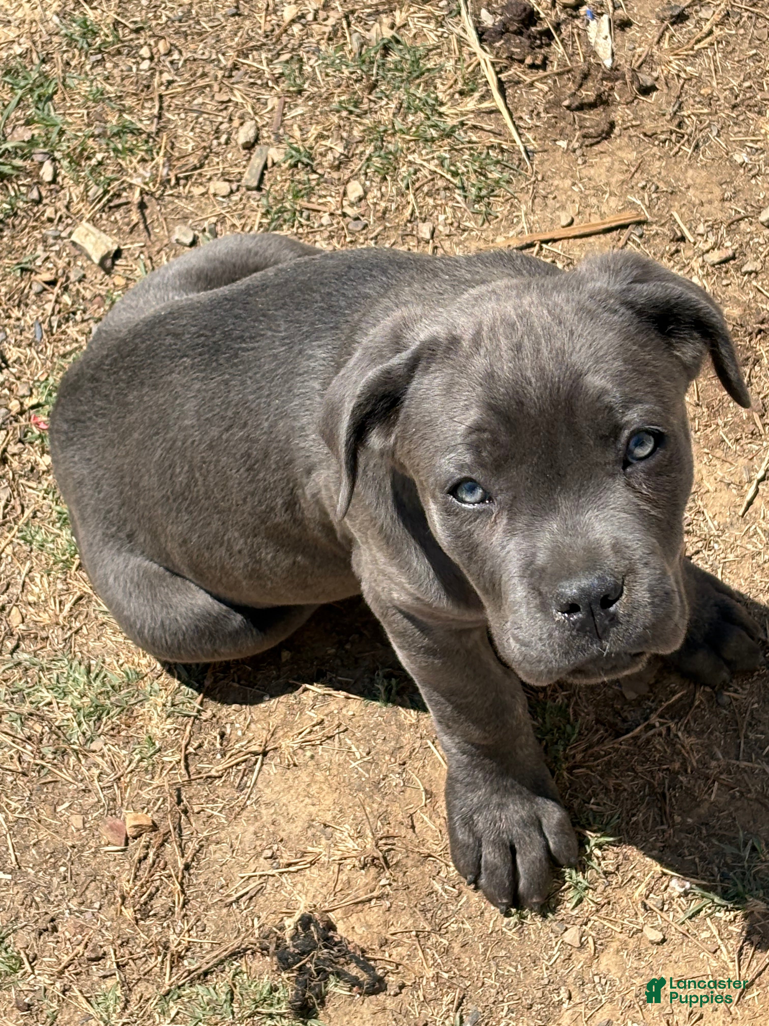 Cane Corso dogs Cane Corso Puppy 5 - Ad 36