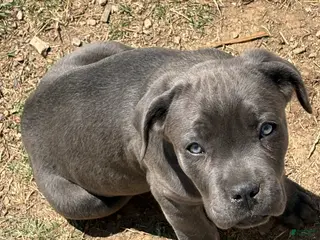 Cane Corso dogs Cane Corso Puppy 5 - Ad 6
