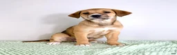 Mixed Breed dogs for sale: Callie - Ad 2